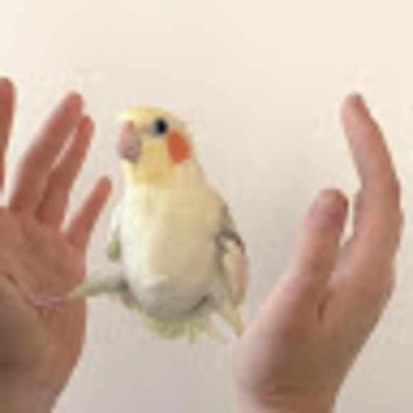 Meet your Posher, Janica - Picture 1 of 1